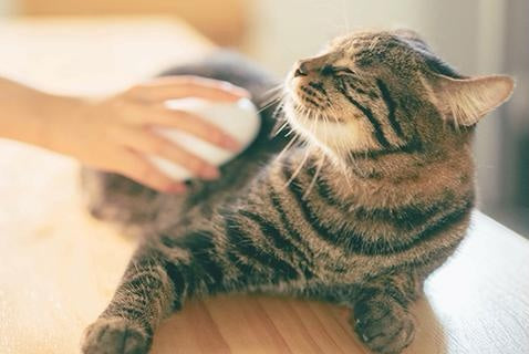 Peigne à brosse de bain (outil de nettoyage Fournitures pour animaux de compagnie)
