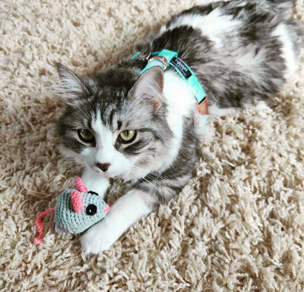Laisse pour animaux de compagnie🐱