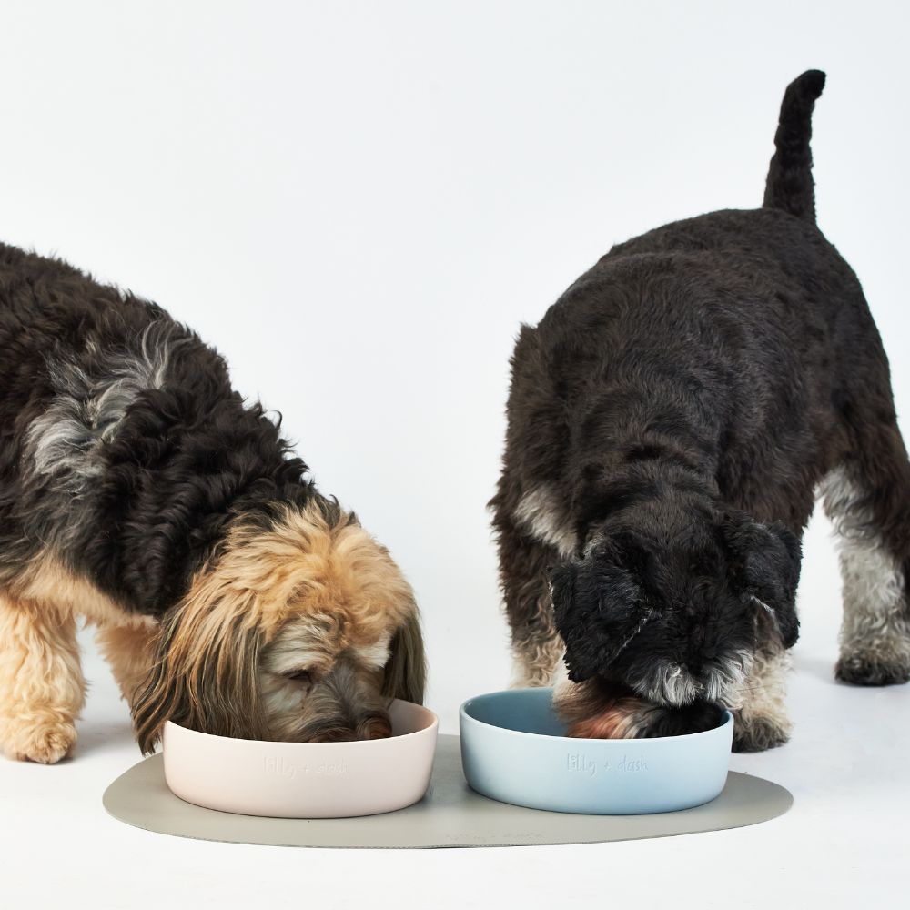 Bols pour animaux de compagnie