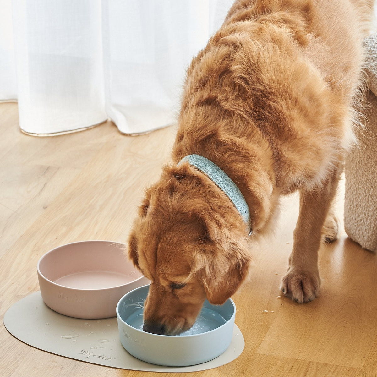 Bols pour animaux de compagnie